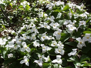 r079.jpg