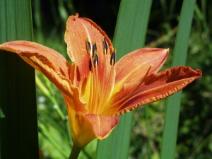 r116.jpg